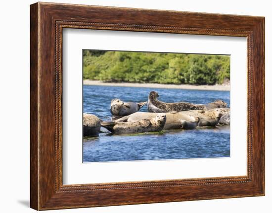 Washington State, Poulsbo. Harbor Seal Haul Out. Liberty Bay-Trish Drury-Framed Photographic Print