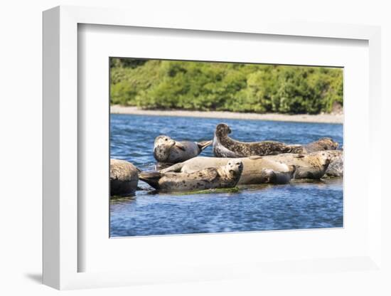 Washington State, Poulsbo. Harbor Seal Haul Out. Liberty Bay-Trish Drury-Framed Photographic Print