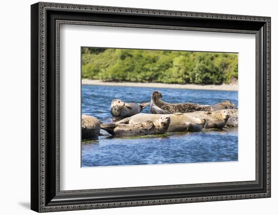 Washington State, Poulsbo. Harbor Seal Haul Out. Liberty Bay-Trish Drury-Framed Photographic Print