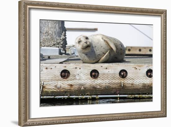 Washington State, Poulsbo. Harbor Seal Winks While Hauled Out on Dock-Trish Drury-Framed Photographic Print