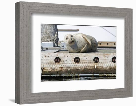 Washington State, Poulsbo. Harbor Seal Winks While Hauled Out on Dock-Trish Drury-Framed Photographic Print