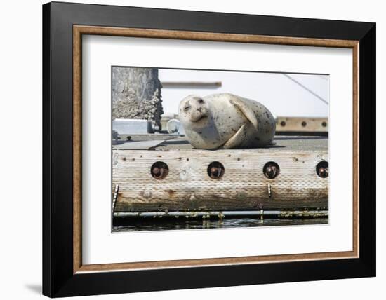 Washington State, Poulsbo. Harbor Seal Winks While Hauled Out on Dock-Trish Drury-Framed Photographic Print