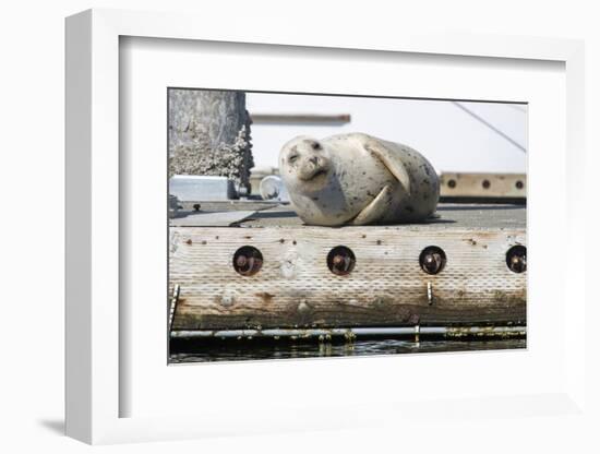 Washington State, Poulsbo. Harbor Seal Winks While Hauled Out on Dock-Trish Drury-Framed Photographic Print