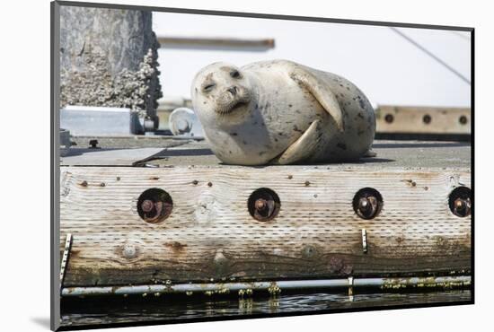Washington State, Poulsbo. Harbor Seal Winks While Hauled Out on Dock-Trish Drury-Mounted Photographic Print