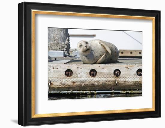 Washington State, Poulsbo. Harbor Seal Winks While Hauled Out on Dock-Trish Drury-Framed Photographic Print