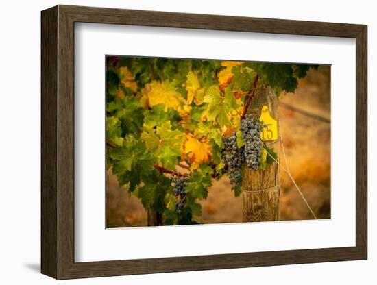 Washington State, Red Mountain. Cabernet Sauvignon Grapes at Hightower Cellars-Richard Duval-Framed Photographic Print