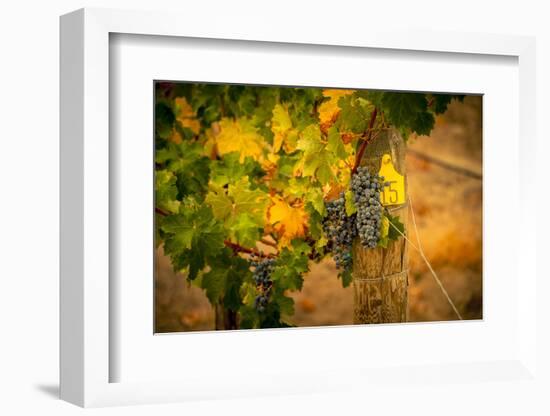 Washington State, Red Mountain. Cabernet Sauvignon Grapes at Hightower Cellars-Richard Duval-Framed Photographic Print