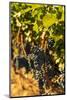 Washington State, Red Mountain. Petit Syrah in a Vineyard-Richard Duval-Mounted Photographic Print