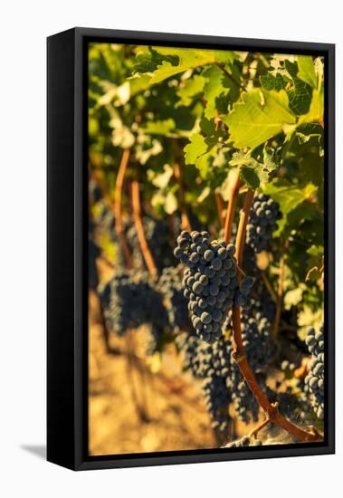 Washington State, Red Mountain. Petit Syrah in a Vineyard-Richard Duval-Framed Premier Image Canvas