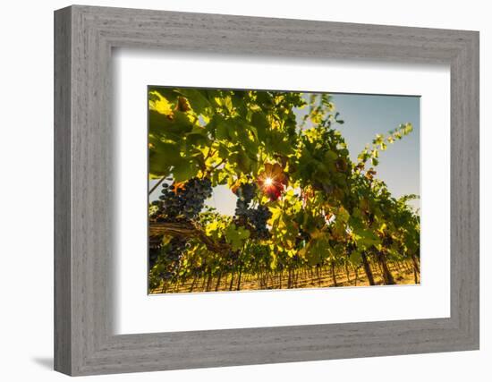 Washington State, Red Mountain. Petit Verdata Grapes on Red Mountain at Harvest Season-Richard Duval-Framed Photographic Print