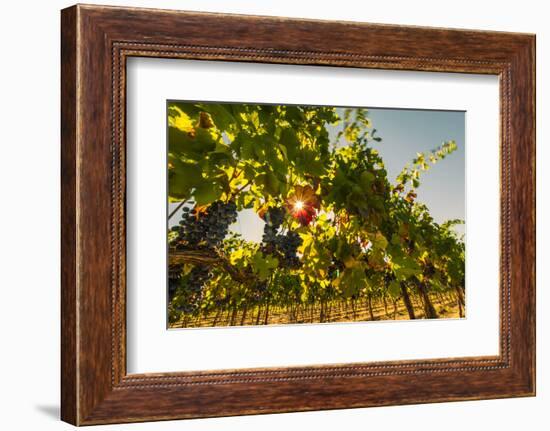 Washington State, Red Mountain. Petit Verdata Grapes on Red Mountain at Harvest Season-Richard Duval-Framed Photographic Print