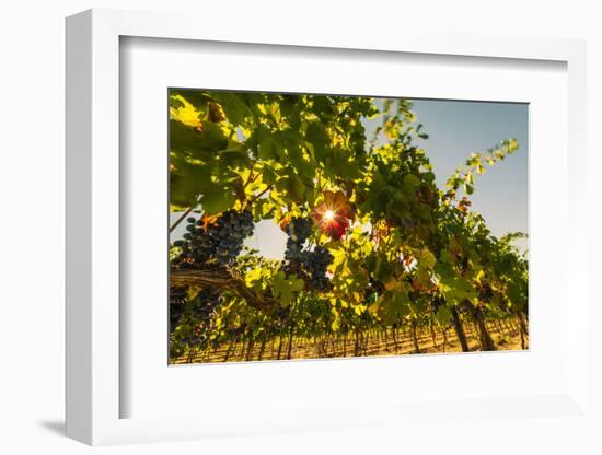 Washington State, Red Mountain. Petit Verdata Grapes on Red Mountain at Harvest Season-Richard Duval-Framed Photographic Print