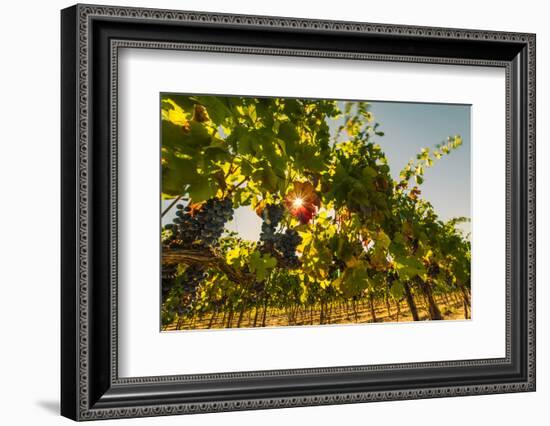 Washington State, Red Mountain. Petit Verdata Grapes on Red Mountain at Harvest Season-Richard Duval-Framed Photographic Print