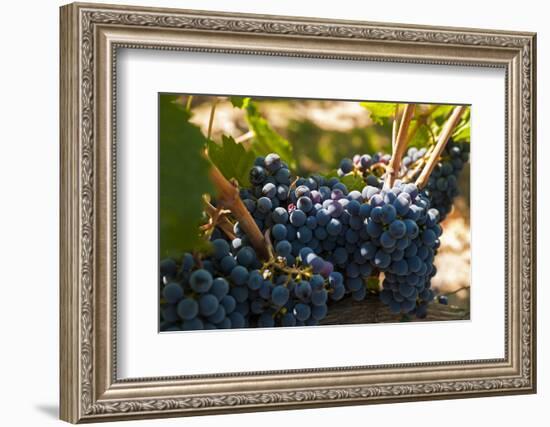 Washington State, Red Mountain. Petit Verdot Grapes-Richard Duval-Framed Photographic Print