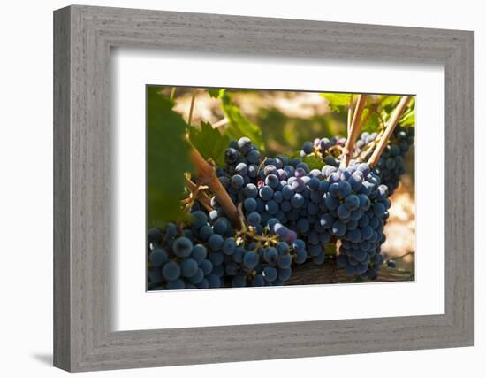 Washington State, Red Mountain. Petit Verdot Grapes-Richard Duval-Framed Photographic Print