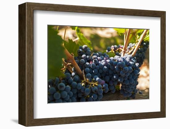 Washington State, Red Mountain. Petit Verdot Grapes-Richard Duval-Framed Photographic Print