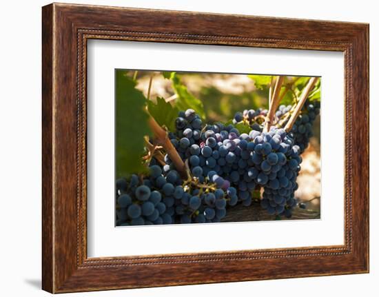Washington State, Red Mountain. Petit Verdot Grapes-Richard Duval-Framed Photographic Print