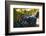 Washington State, Red Mountain. Petit Verdot Grapes-Richard Duval-Framed Photographic Print