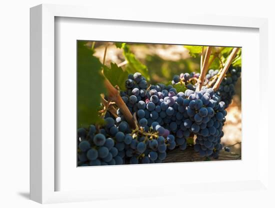 Washington State, Red Mountain. Petit Verdot Grapes-Richard Duval-Framed Photographic Print