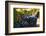 Washington State, Red Mountain. Petit Verdot Grapes-Richard Duval-Framed Photographic Print