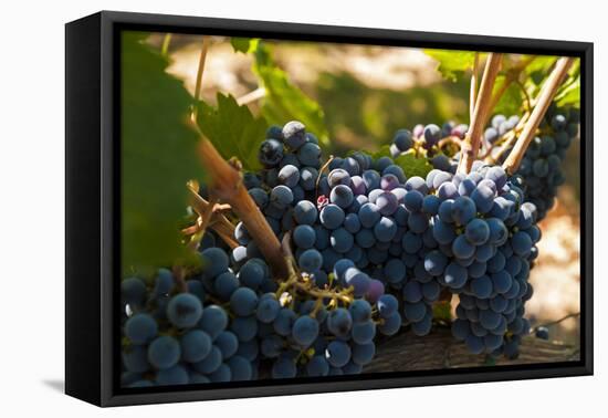 Washington State, Red Mountain. Petit Verdot Grapes-Richard Duval-Framed Premier Image Canvas