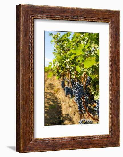 Washington State, Red Mountain. Vineyard Near Harvest-Richard Duval-Framed Photographic Print