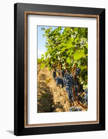 Washington State, Red Mountain. Vineyard Near Harvest-Richard Duval-Framed Photographic Print