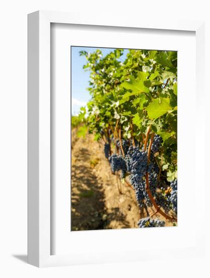 Washington State, Red Mountain. Vineyard Near Harvest-Richard Duval-Framed Photographic Print