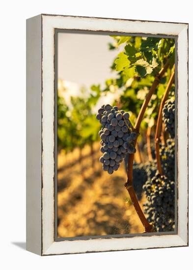 Washington State, Red Mountain. Vineyard Near Harvest-Richard Duval-Framed Premier Image Canvas