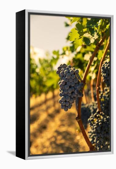 Washington State, Red Mountain. Vineyard Near Harvest-Richard Duval-Framed Premier Image Canvas