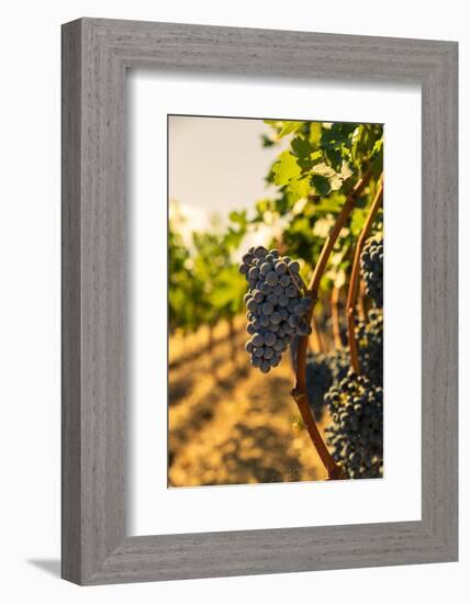 Washington State, Red Mountain. Vineyard Near Harvest-Richard Duval-Framed Photographic Print