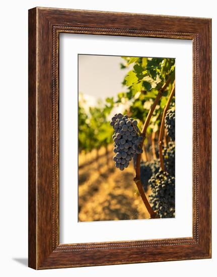 Washington State, Red Mountain. Vineyard Near Harvest-Richard Duval-Framed Photographic Print