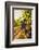 Washington State, Red Mountain. Vineyard Near Harvest-Richard Duval-Framed Photographic Print