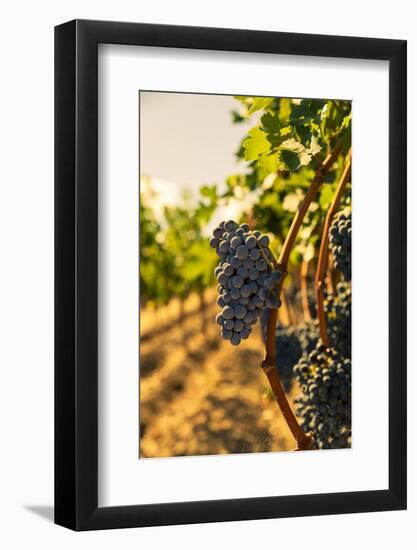 Washington State, Red Mountain. Vineyard Near Harvest-Richard Duval-Framed Photographic Print