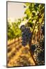 Washington State, Red Mountain. Vineyard Near Harvest-Richard Duval-Mounted Photographic Print