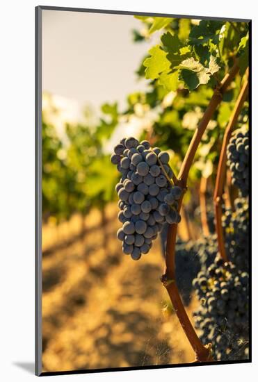 Washington State, Red Mountain. Vineyard Near Harvest-Richard Duval-Mounted Photographic Print