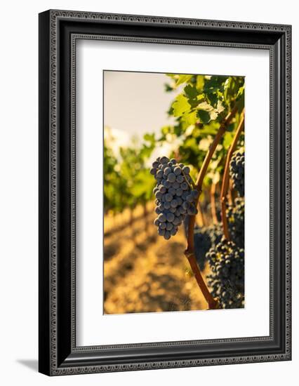 Washington State, Red Mountain. Vineyard Near Harvest-Richard Duval-Framed Photographic Print