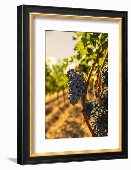 Washington State, Red Mountain. Vineyard Near Harvest-Richard Duval-Framed Photographic Print