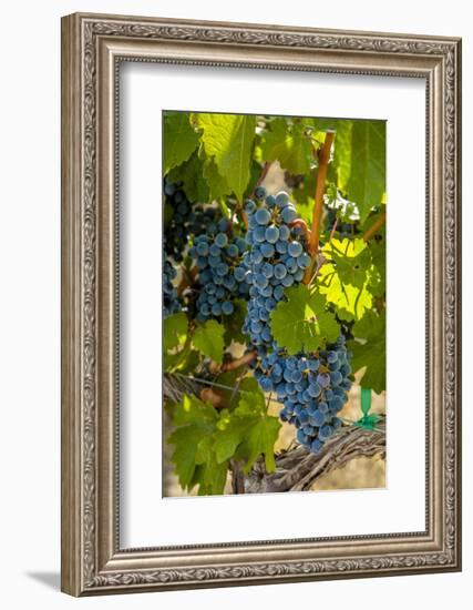 Washington State, Red Mountain. Winemaker with Merlot Grapes-Richard Duval-Framed Photographic Print