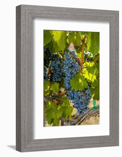 Washington State, Red Mountain. Winemaker with Merlot Grapes-Richard Duval-Framed Photographic Print