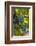 Washington State, Red Mountain. Winemaker with Merlot Grapes-Richard Duval-Framed Photographic Print