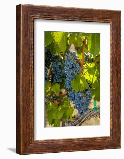 Washington State, Red Mountain. Winemaker with Merlot Grapes-Richard Duval-Framed Photographic Print