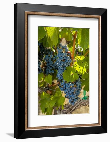 Washington State, Red Mountain. Winemaker with Merlot Grapes-Richard Duval-Framed Photographic Print