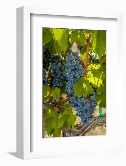 Washington State, Red Mountain. Winemaker with Merlot Grapes-Richard Duval-Framed Photographic Print