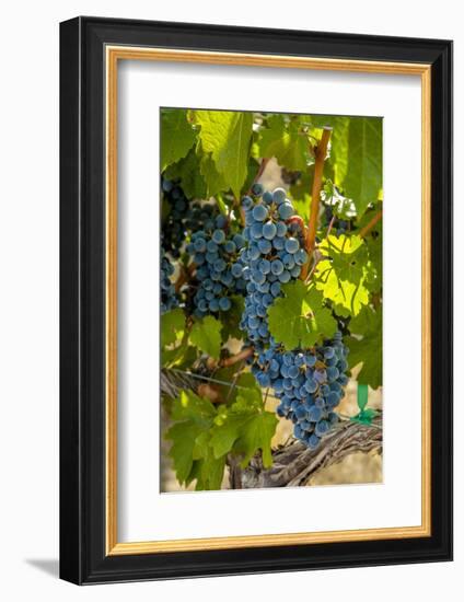 Washington State, Red Mountain. Winemaker with Merlot Grapes-Richard Duval-Framed Photographic Print