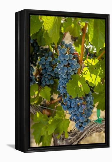 Washington State, Red Mountain. Winemaker with Merlot Grapes-Richard Duval-Framed Premier Image Canvas