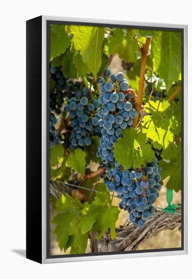 Washington State, Red Mountain. Winemaker with Merlot Grapes-Richard Duval-Framed Premier Image Canvas