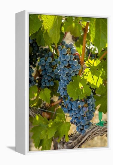 Washington State, Red Mountain. Winemaker with Merlot Grapes-Richard Duval-Framed Premier Image Canvas