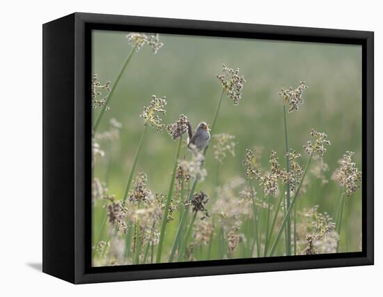 Washington State, Ridgefield National Wildlife Refuge. Marsh Wren Singing on Reed-Jaynes Gallery-Framed Premier Image Canvas