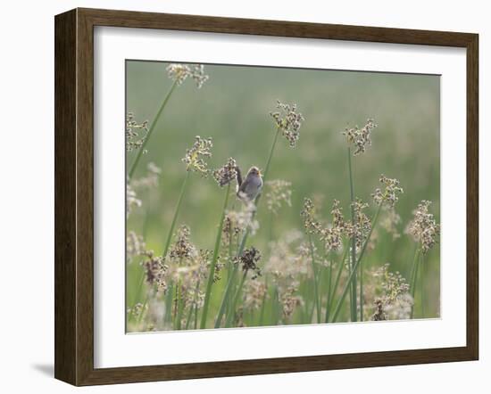 Washington State, Ridgefield National Wildlife Refuge. Marsh Wren Singing on Reed-Jaynes Gallery-Framed Photographic Print